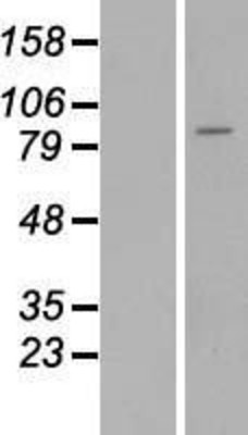 Western Blot: ST14 Overexpression Lysate (Adult Normal) [NBP2-06488] Left-Empty vector transfected control cell lysate (HEK293 cell lysate); Right -Over-expression Lysate for ST14.