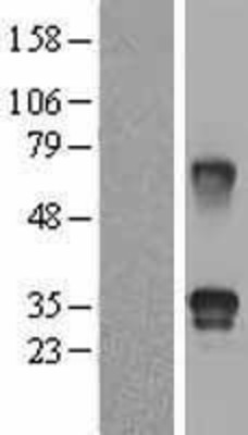 Western Blot: Fstl3 Overexpression Lysate (Adult Normal) [NBL1-10848] Left-Empty vector transfected control cell lysate (HEK293 cell lysate); Right -Over-expression Lysate for Fstl3.
