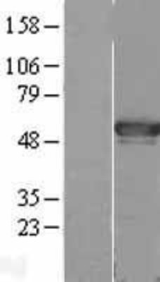 Western Blot: AGFG2 Overexpression Lysate (Adult Normal) [NBL1-11706] Left-Empty vector transfected control cell lysate (HEK293 cell lysate); Right -Over-expression Lysate for AGFG2.