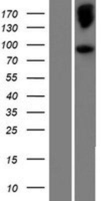 Western Blot: NELL2 Overexpression Lysate (Adult Normal) [NBP2-09726] Left-Empty vector transfected control cell lysate (HEK293 cell lysate); Right -Over-expression Lysate for NELL2.