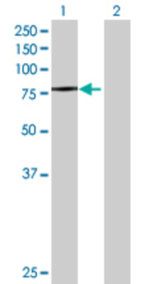 Lane 1: ZNF224 transfected lysate (77.88 KDa) Lane 2: Non-transfected lysate.