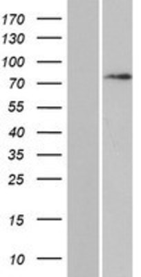 Western Blot: Daxx Overexpression Lysate (Adult Normal) [NBP2-09623] Left-Empty vector transfected control cell lysate (HEK293 cell lysate); Right -Over-expression Lysate for Daxx.