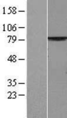 Western Blot: MPP5 Overexpression Lysate (Adult Normal) [NBP2-06432] Left-Empty vector transfected control cell lysate (HEK293 cell lysate); Right -Over-expression Lysate for MPP5.