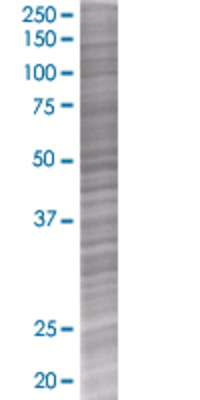 POLE3 transfected lysate