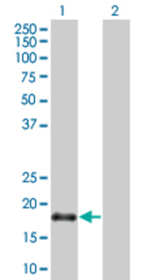 Lane 1: POLE3 transfected lysate (16.9 KDa). Lane 2: Non-transfected lysate.