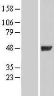 Western Blot: GIF Overexpression Lysate (Adult Normal) [NBL1-11069] Left-Empty vector transfected control cell lysate (HEK293 cell lysate); Right -Over-expression Lysate for GIF.