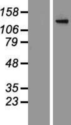 Western Blot: Adenylate Cyclase 2 Overexpression Lysate (Adult Normal) [NBP2-06631] Left-Empty vector transfected control cell lysate (HEK293 cell lysate); Right -Over-expression Lysate for Adenylate Cyclase 2.