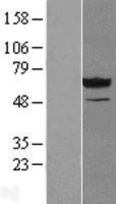 Western Blot: NT5C2 Overexpression Lysate (Adult Normal) [NBP2-09536] Left-Empty vector transfected control cell lysate (HEK293 cell lysate); Right -Over-expression Lysate for NT5C2.