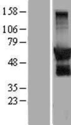 Western Blot: GPRIN2 Overexpression Lysate (Adult Normal) [NBP2-07294] Left-Empty vector transfected control cell lysate (HEK293 cell lysate); Right -Over-expression Lysate for GPRIN2.