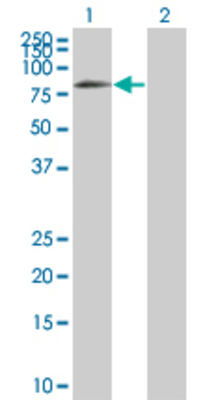 Lane 1: PVRL4 transfected lysate (56.21 KDa) Lane 2: Non-transfected lysate.