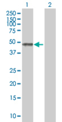 Lane 1: FAIM3 transfected lysate (42.9 KDa) Lane 2: Non-transfected lysate.