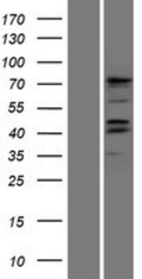 Western Blot: FOXD3 Overexpression Lysate (Adult Normal) [NBP2-07481] Left-Empty vector transfected control cell lysate (HEK293 cell lysate); Right -Over-expression Lysate for FOXD3.