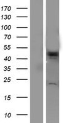 Western Blot: VPS4A Overexpression Lysate (Adult Normal) [NBP2-07430] Left-Empty vector transfected control cell lysate (HEK293 cell lysate); Right -Over-expression Lysate for VPS4A.