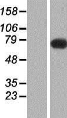 Western Blot: SLC9A6 Overexpression Lysate (Adult Normal) [NBP2-07631] Left-Empty vector transfected control cell lysate (HEK293 cell lysate); Right -Over-expression Lysate for SLC9A6.