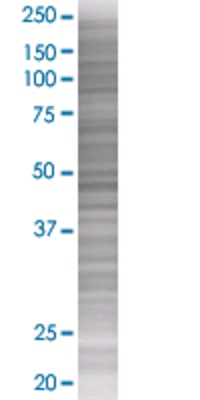 TRAF3IP2 transfected lysate.