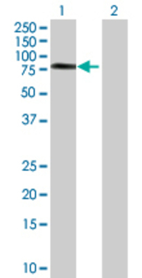 Lane 1: TRAF3IP2 transfected lysate (63.6 KDa) Lane 2: Non-transfected lysate.