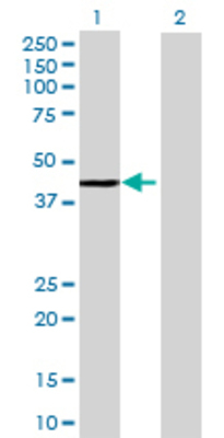 Lane 1: ARL6IP2 transfected lysate (45.43 KDa) Lane 2: Non-transfected lysate.