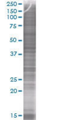 FAIM3 transfected lysate.