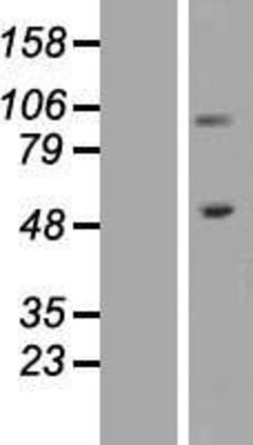 Western Blot: Integrin beta 1 Overexpression Lysate (Adult Normal) [NBP2-05862] Left-Empty vector transfected control cell lysate (HEK293 cell lysate); Right -Over-expression Lysate for Integrin beta 1.