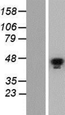 Western Blot: GATA5 Overexpression Lysate (Adult Normal) [NBP2-05783] Left-Empty vector transfected control cell lysate (HEK293 cell lysate); Right -Over-expression Lysate for GATA5.