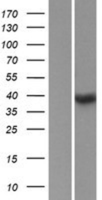 Western Blot: SSBP4 Overexpression Lysate (Adult Normal) [NBP2-05985] Left-Empty vector transfected control cell lysate (HEK293 cell lysate); Right -Over-expression Lysate for SSBP4.