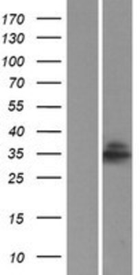 Western Blot: LIX1L Overexpression Lysate (Adult Normal) [NBP2-05222] Left-Empty vector transfected control cell lysate (HEK293 cell lysate); Right -Over-expression Lysate for LIX1L.