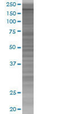 MYT1 transfected lysate.