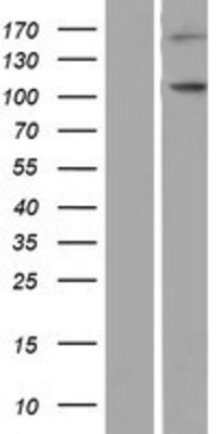 Western Blot: NLRP9 Overexpression Lysate (Adult Normal) [NBP2-05016] Left-Empty vector transfected control cell lysate (HEK293 cell lysate); Right -Over-expression Lysate for NLRP9.