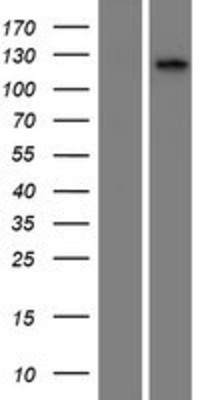 Western Blot: CILP2 Overexpression Lysate (Adult Normal) [NBP2-05275] Left-Empty vector transfected control cell lysate (HEK293 cell lysate); Right -Over-expression Lysate for CILP2.
