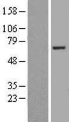 Western Blot: FASTKD2 Overexpression Lysate (Adult Normal) [NBP2-09605] Left-Empty vector transfected control cell lysate (HEK293 cell lysate); Right -Over-expression Lysate for FASTKD2.