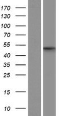Western Blot: API5 Overexpression Lysate (Adult Normal) [NBP2-09675] Left-Empty vector transfected control cell lysate (HEK293 cell lysate); Right -Over-expression Lysate for API5.