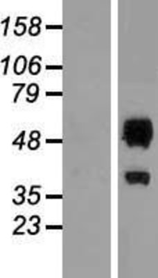 Western Blot: ERMAP Overexpression Lysate (Adult Normal) [NBP2-09887] Left-Empty vector transfected control cell lysate (HEK293 cell lysate); Right -Over-expression Lysate for ERMAP.
