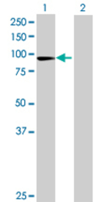 Lane 1: TLE3 transfected lysate (85.03 KDa) Lane 2: Non-transfected lysate.