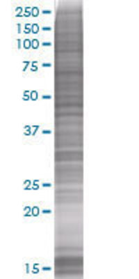 MS4A8B transfected lysate