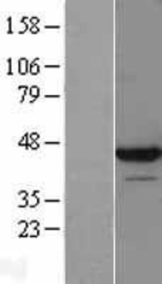 Western Blot: LUC7L Overexpression Lysate (Adult Normal) [NBP2-09886] Left-Empty vector transfected control cell lysate (HEK293 cell lysate); Right -Over-expression Lysate for LUC7L.