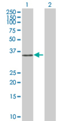 Lane 1: GPR109B transfected lysate (44.5 KDa) Lane 2: Non-transfected lysate.