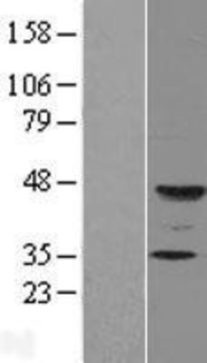 Western Blot: FUT9 Overexpression Lysate (Adult Normal) [NBL1-10868] Left-Empty vector transfected control cell lysate (HEK293 cell lysate); Right -Over-expression Lysate for FUT9.