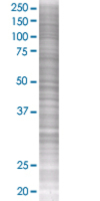 GPR109B transfected lysate.