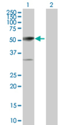 Lane 1: TRAF5 transfected lysate (64.4 KDa) Lane 2: Non-transfected lysate.