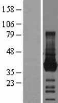 Western Blot: Junctional Adhesion Molecule 1 Overexpression Lysate (Adult Normal) [NBL1-10404] Left-Empty vector transfected control cell lysate (HEK293 cell lysate); Right -Over-expression Lysate for Junctional Adhesion Molecule 1.
