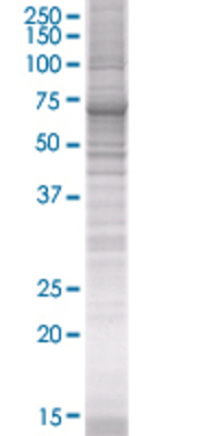 HTR1E transfected lysate