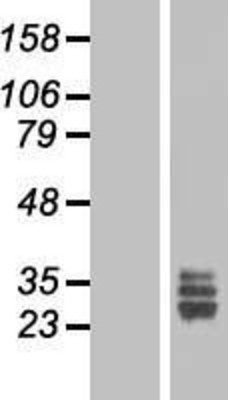 Western Blot: FGF18 Overexpression Lysate (Adult Normal) [NBL1-10692] Left-Empty vector transfected control cell lysate (HEK293 cell lysate); Right -Over-expression Lysate for FGF18.