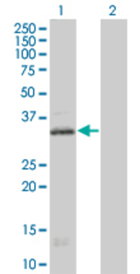 Lane 1: HTR1E transfected lysate (40.26 KDa). Lane 2: Non-transfected lysate.