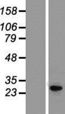 Western Blot: KCNIP4 Overexpression Lysate (Adult Normal) [NBP2-09918] Left-Empty vector transfected control cell lysate (HEK293 cell lysate); Right -Over-expression Lysate for KCNIP4.