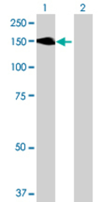Lane 1: MYLK transfected lysate (109.23 KDa) Lane 2: Non-transfected lysate.