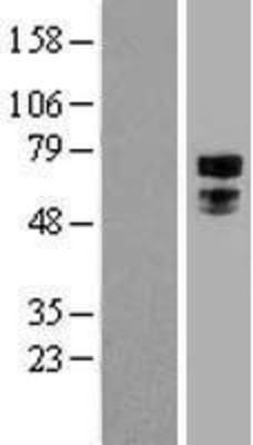 Western Blot: Transcription factor E3 Overexpression Lysate (Adult Normal) [NBL1-16837] Left-Empty vector transfected control cell lysate (HEK293 cell lysate); Right -Over-expression Lysate for Transcription factor E3.