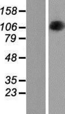 Western Blot: OPA1 Overexpression Lysate (Adult Normal) [NBP2-05726] Left-Empty vector transfected control cell lysate (HEK293 cell lysate); Right -Over-expression Lysate for OPA1.