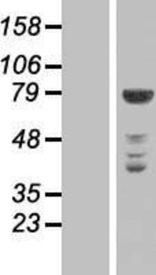 Western Blot: NEK11 Overexpression Lysate (Adult Normal) [NBP2-06284] Left-Empty vector transfected control cell lysate (HEK293 cell lysate); Right -Over-expression Lysate for NEK11.