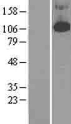 Western Blot: PDE4B Overexpression Lysate (Adult Normal) [NBL1-14220] Left-Empty vector transfected control cell lysate (HEK293 cell lysate); Right -Over-expression Lysate for PDE4B.