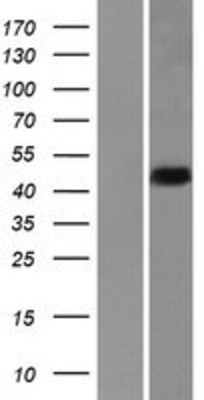 Western Blot: HNRPDL Overexpression Lysate (Adult Normal) [NBP2-06133] Left-Empty vector transfected control cell lysate (HEK293 cell lysate); Right -Over-expression Lysate for HNRPDL.
